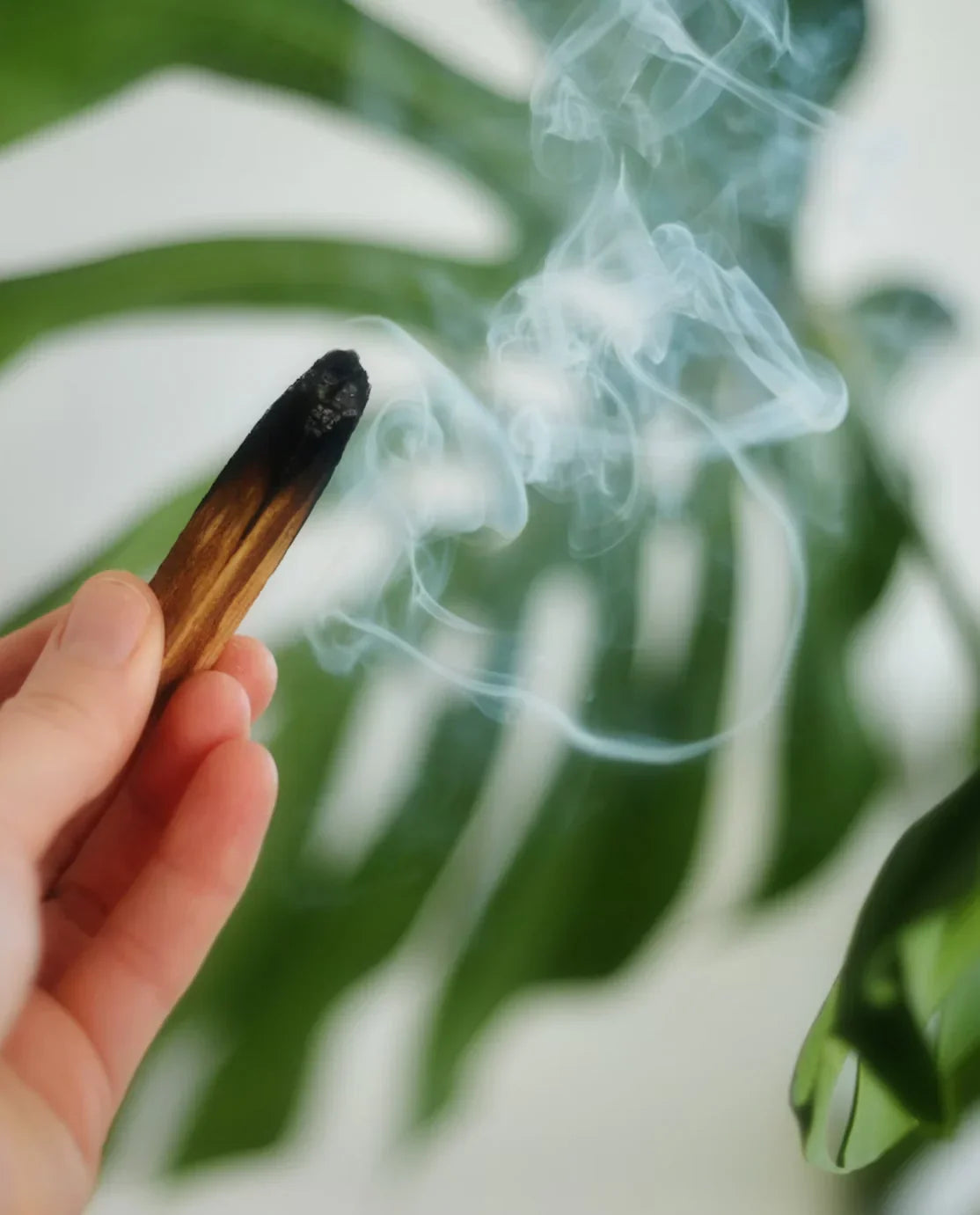 Palo Santo Wood Stick - Agatha Herbs