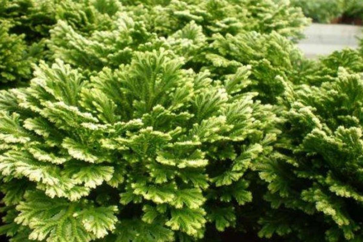 Rose of Jerico plant