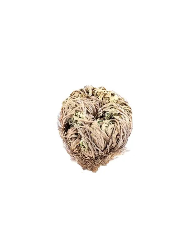 Rose of Jerico plant