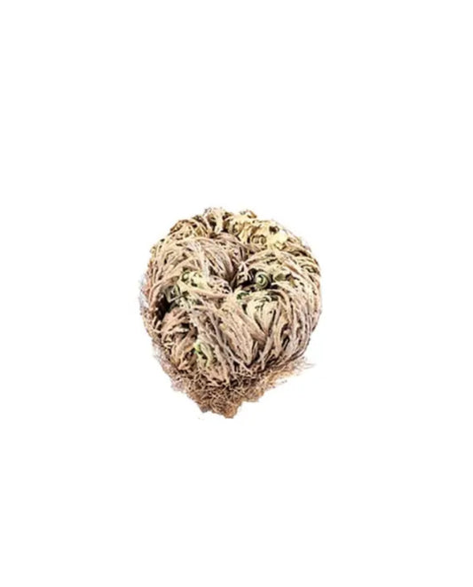 Rose of Jerico plant