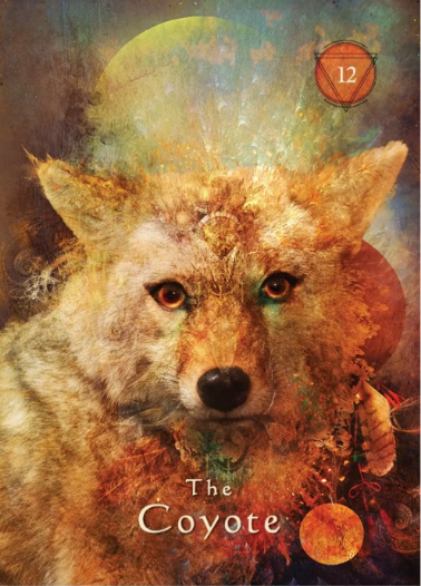 oracle card coyote